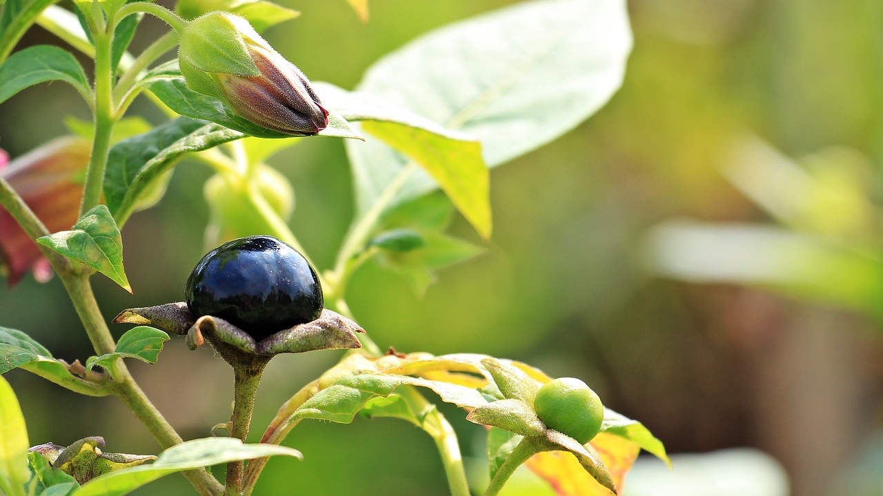 pianta velenosa