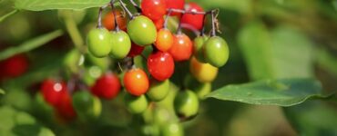 frutti