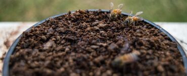 calcestruzzo fondi caffè e api