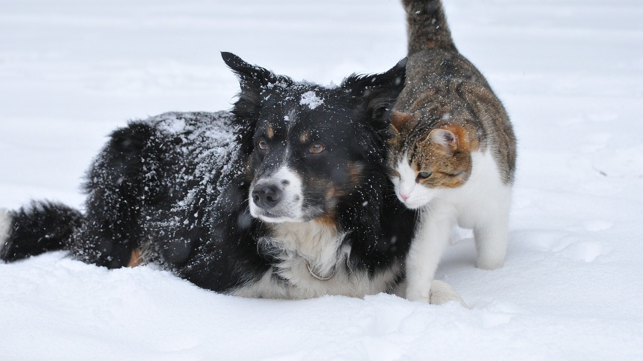 cane gatto nella neve
