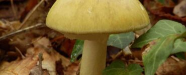 fungo