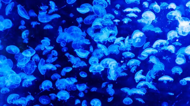 celenterati meduse e coralli