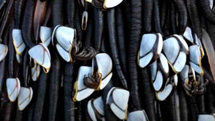 tronco d'albero