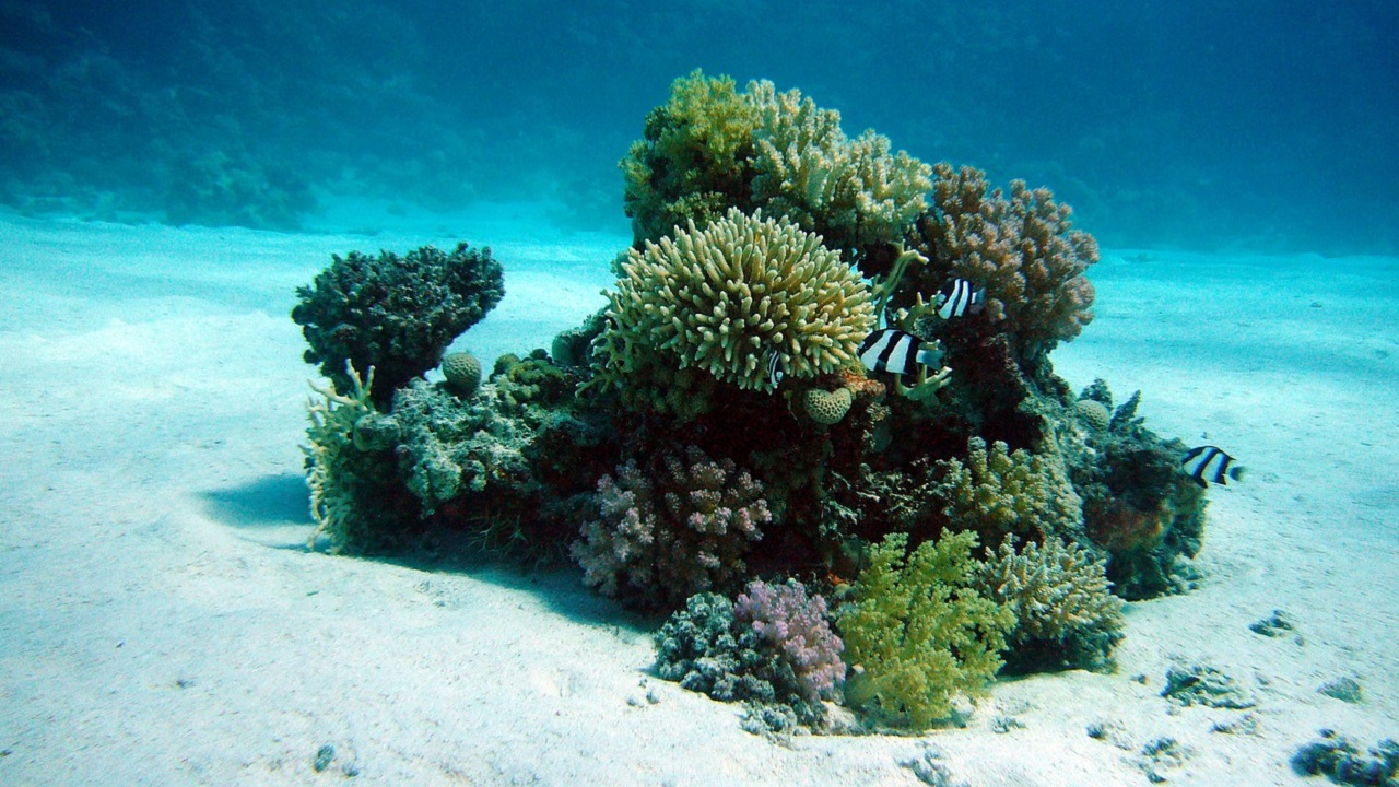 coralli e polipi