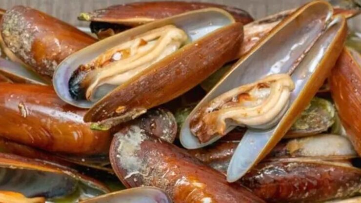 molluschi