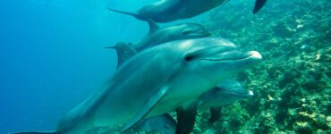 delfini microplastiche oceani