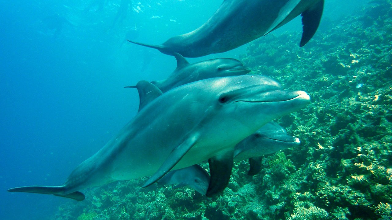 delfini microplastiche oceani