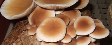 funghi