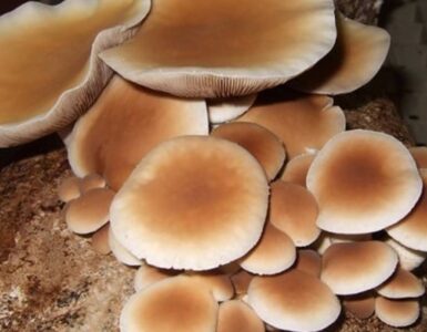 funghi