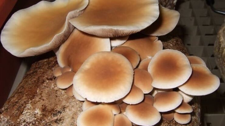 funghi