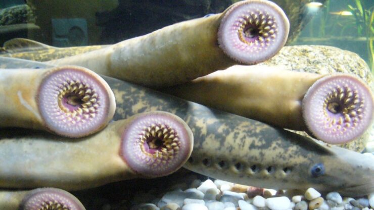 pesce
