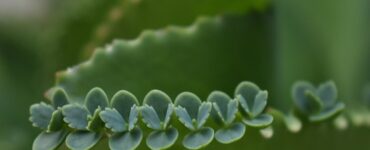succulenta