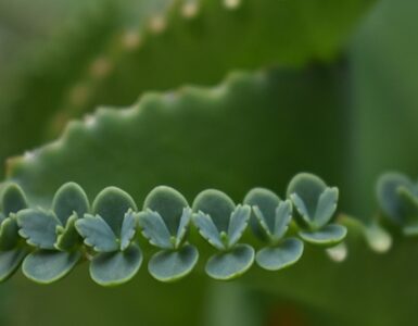 succulenta