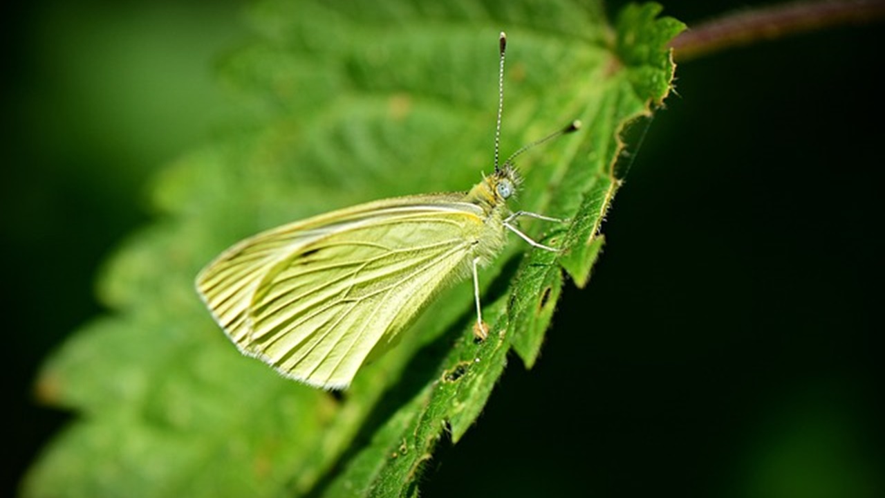 farfalla bianca del cavolo
