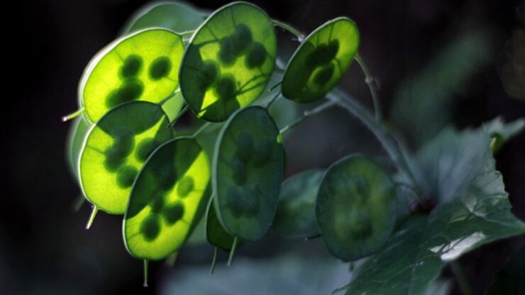 lunaria annua