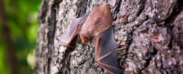 pipistrelli e fotovoltaico