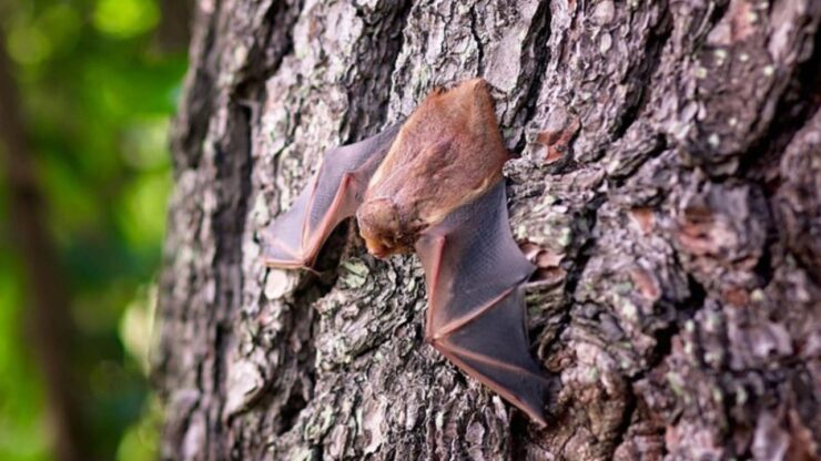 pipistrelli e fotovoltaico
