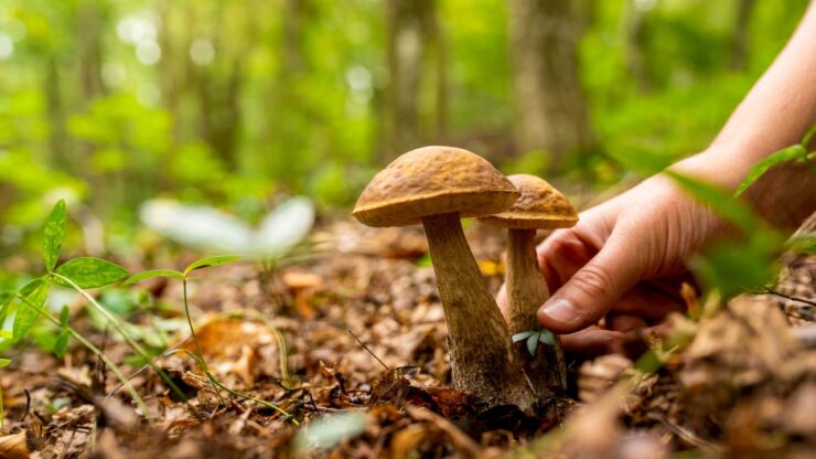 funghi