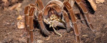 aracnide