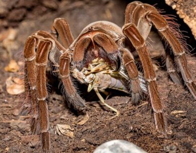 aracnide