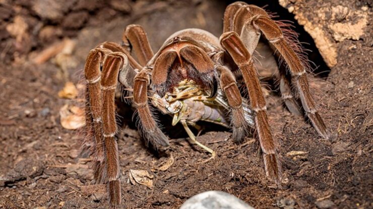 aracnide