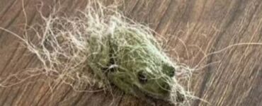 rana verde con pelo cane