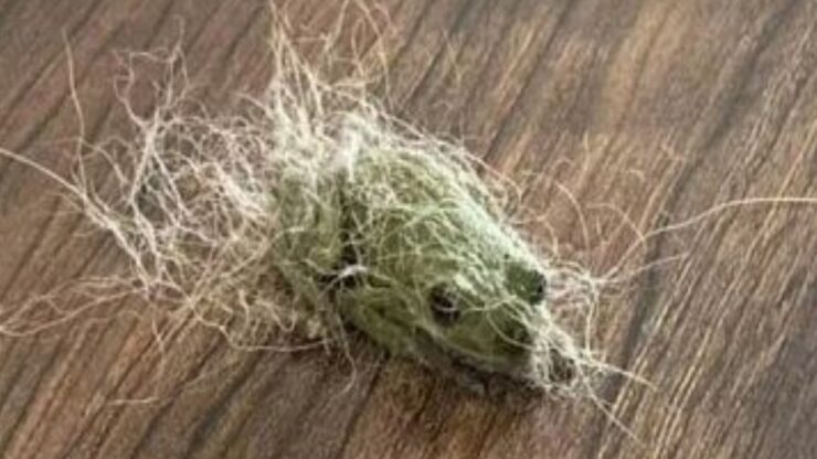 rana verde con pelo cane