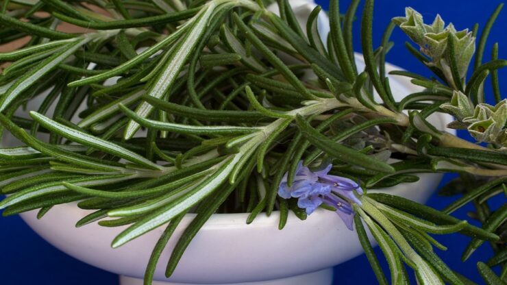 rosmarino pianta aromatica