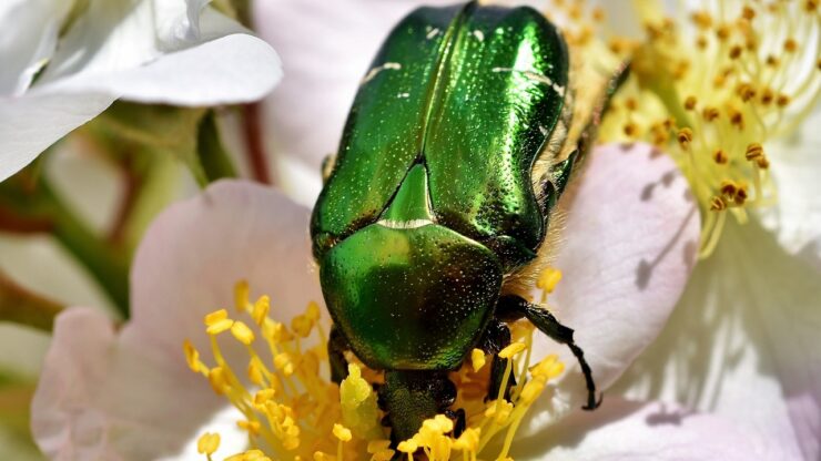 scarabeo verde