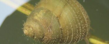 specie aliena sinotaia quadrata o chiocciola asiatica