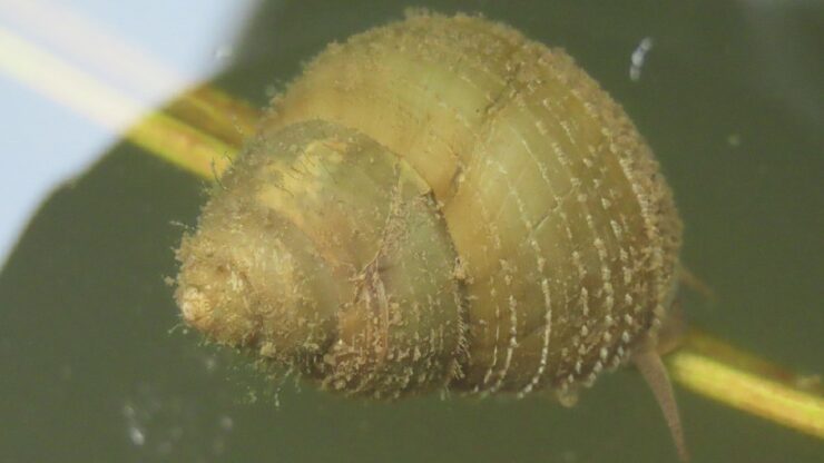 specie aliena sinotaia quadrata o chiocciola asiatica