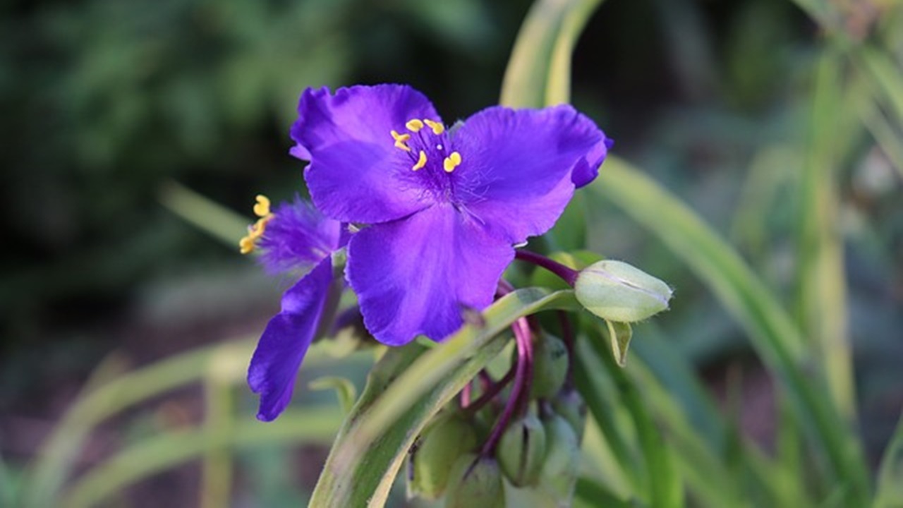 fiore