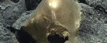 scoperta