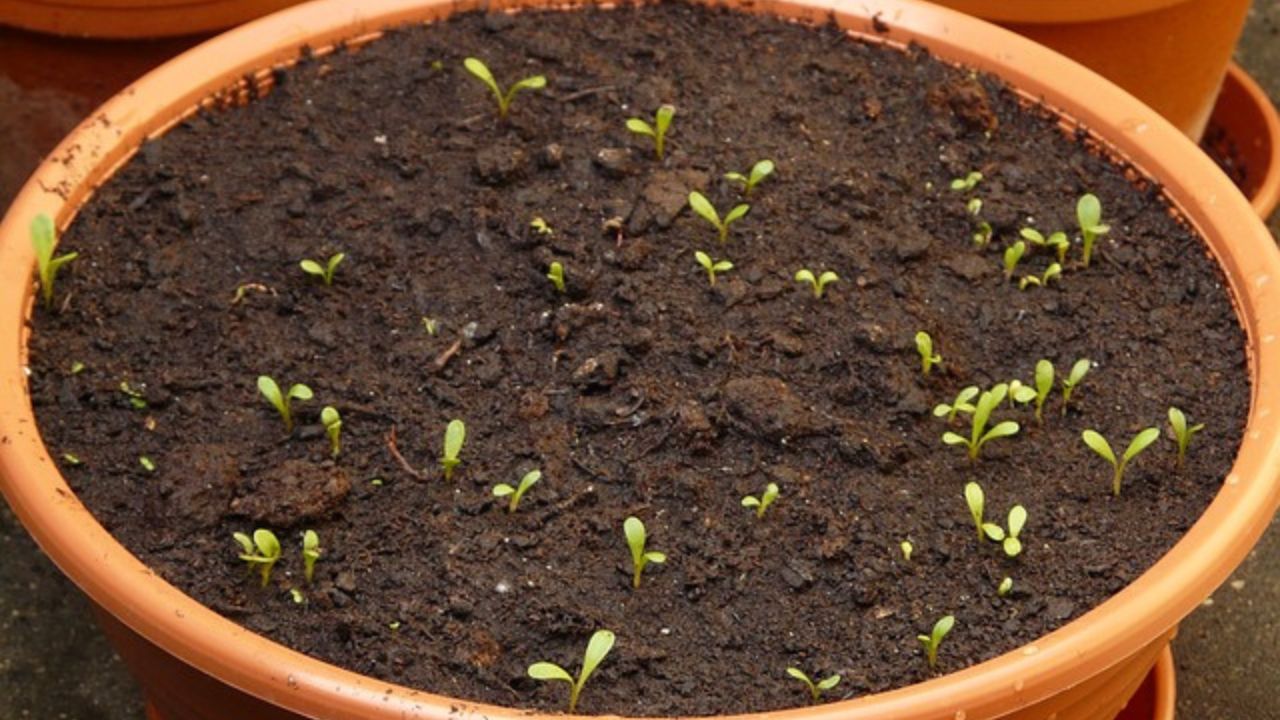 vermiculite per le piante