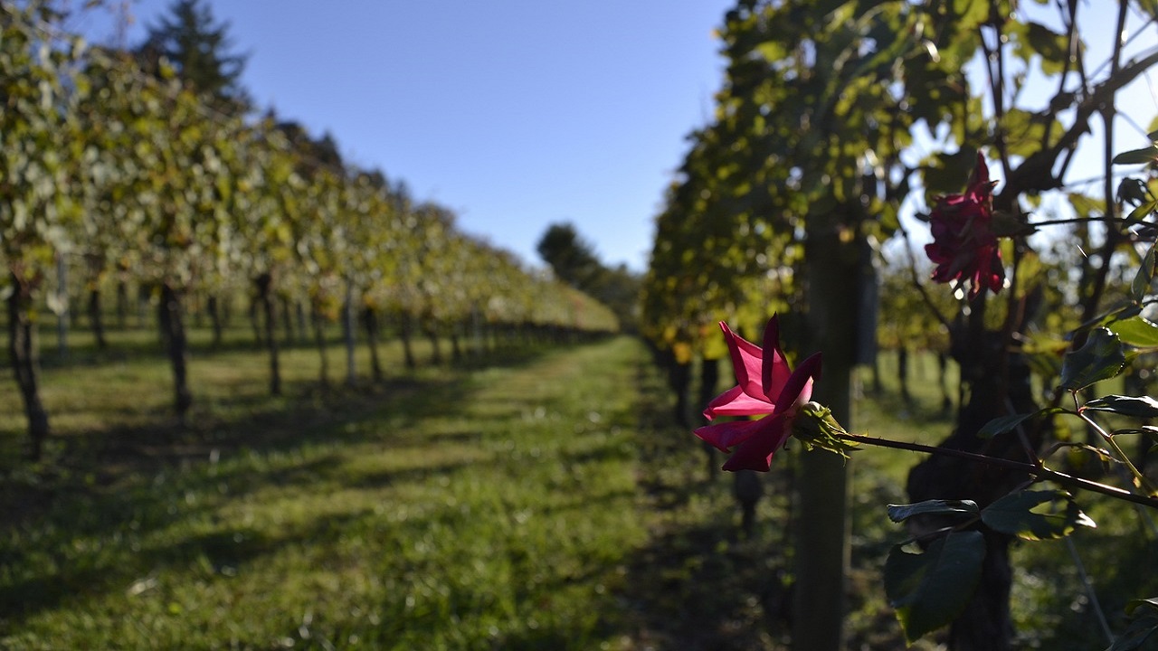 vigna rosa