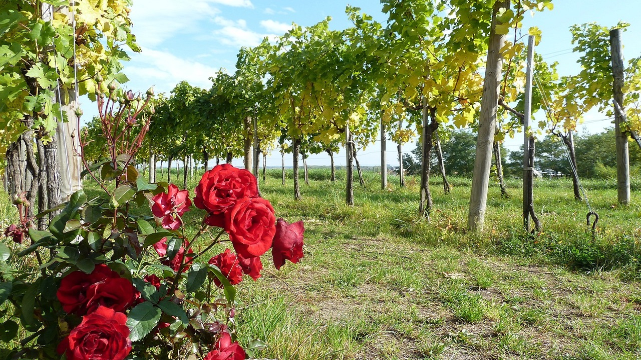 vigneto rose rosse