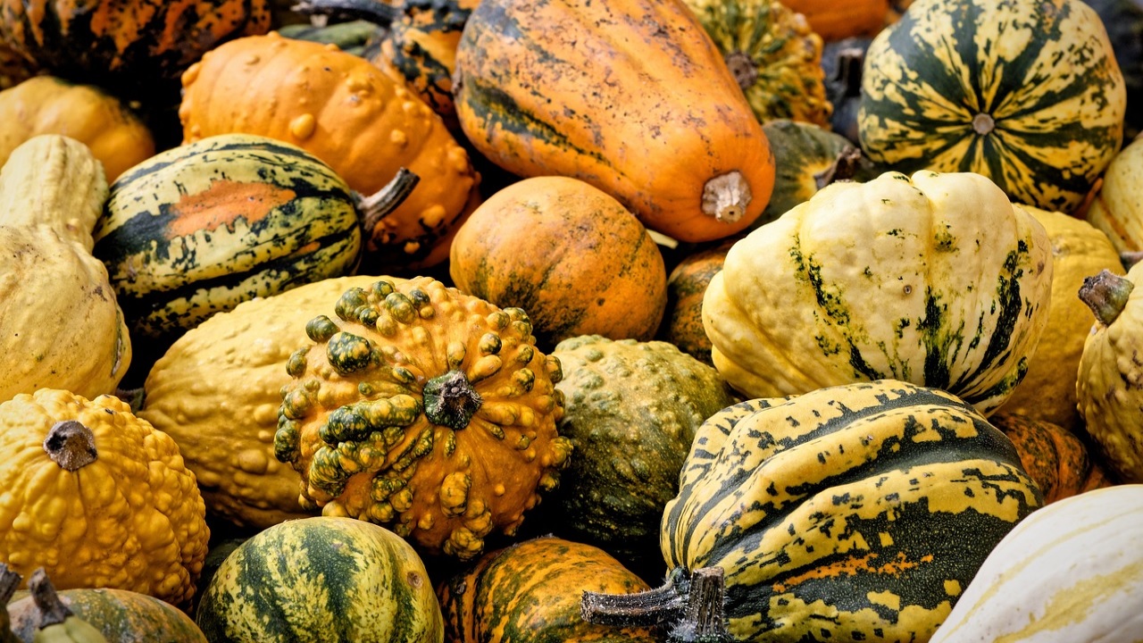 avvelenamento zucca ornamntale