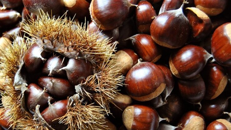 frutto