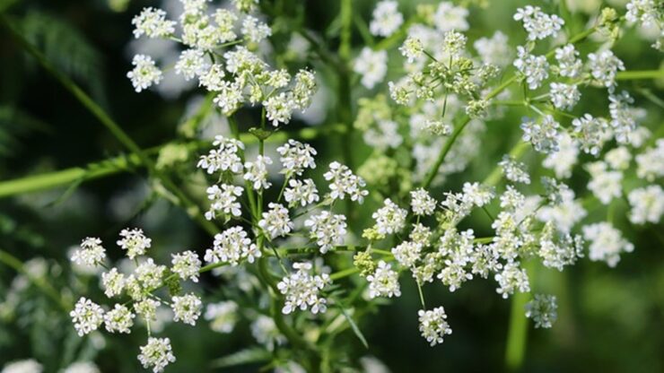 pianta aromatica
