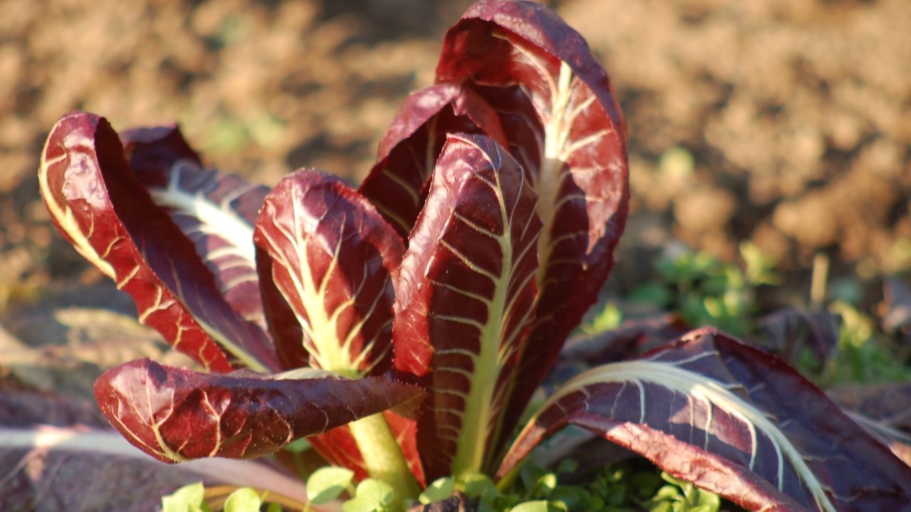 cimare radicchio rosso