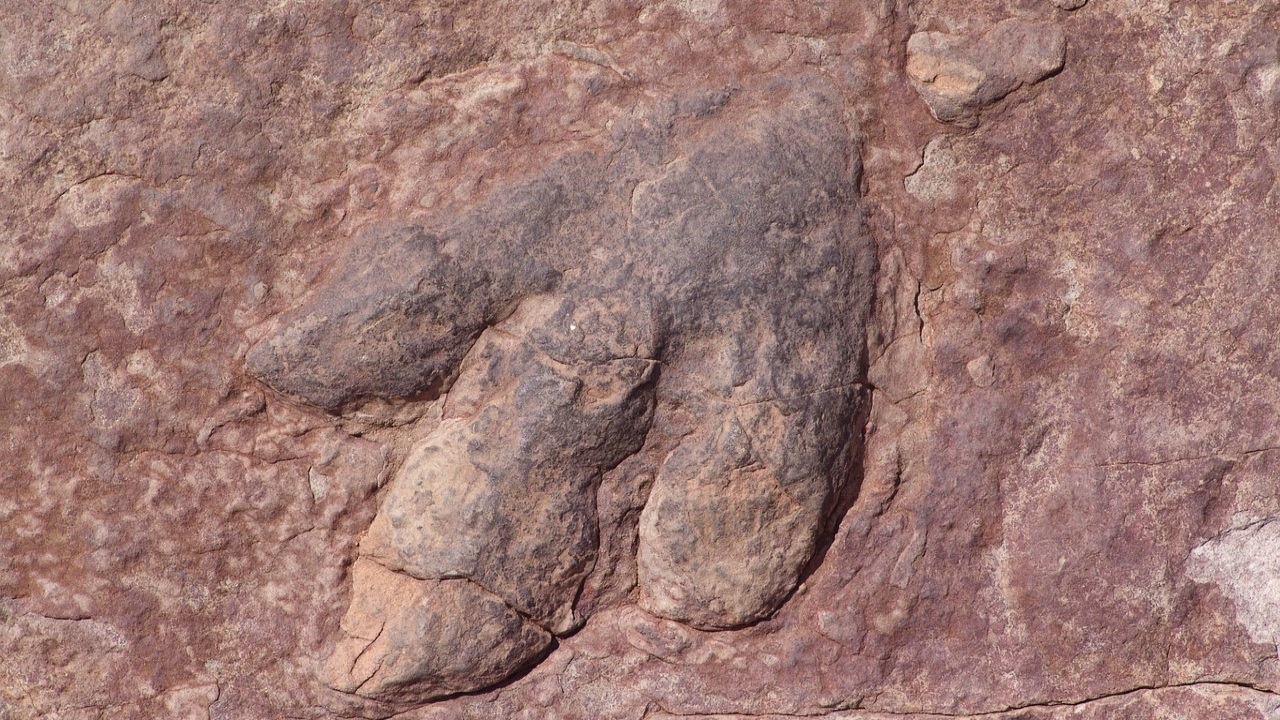 resti fossili