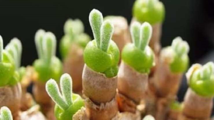 succulenta
