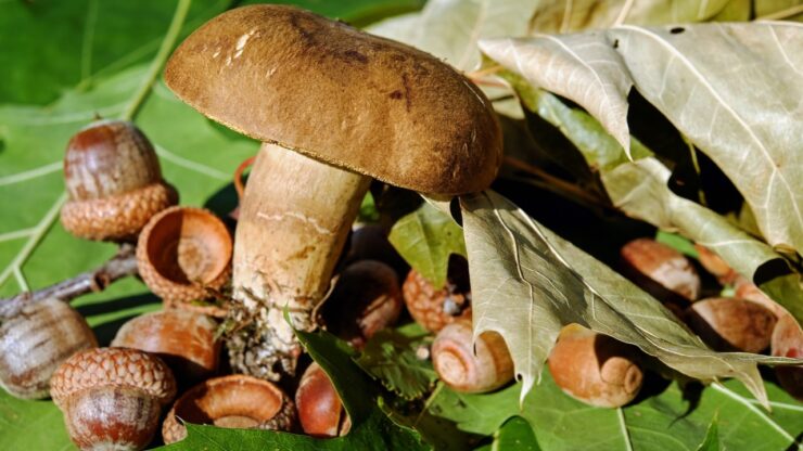 raccogliere funghi bosco