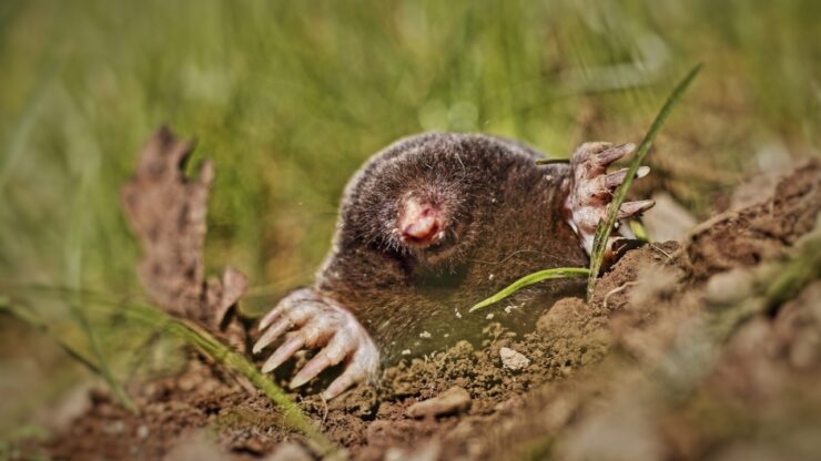 talpa animale