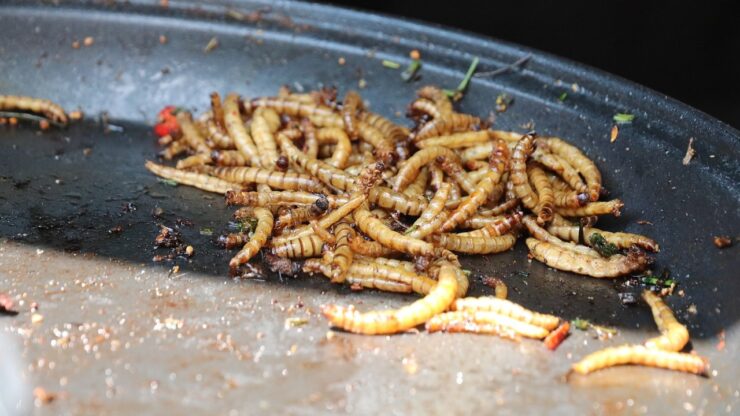 tarma cera larva