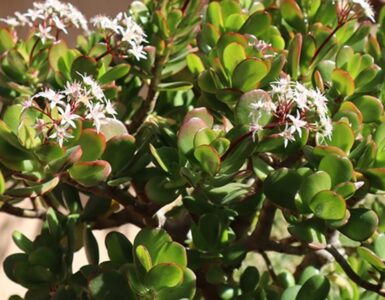 crossula ovata