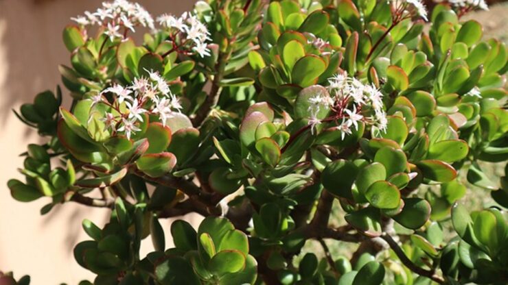 crossula ovata