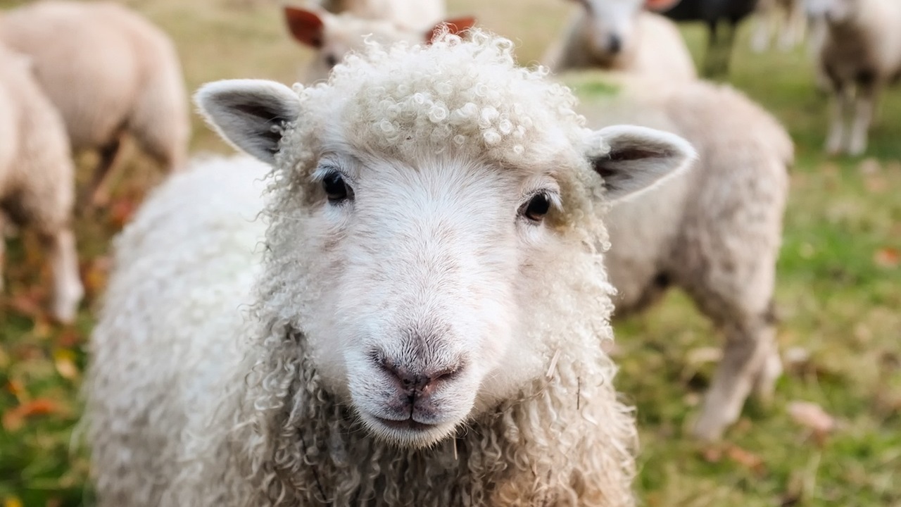 animali erbivori pecore bianche
