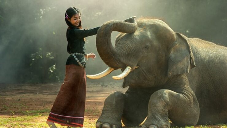 elefante