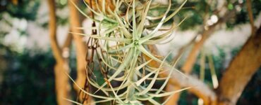 tillandsia
